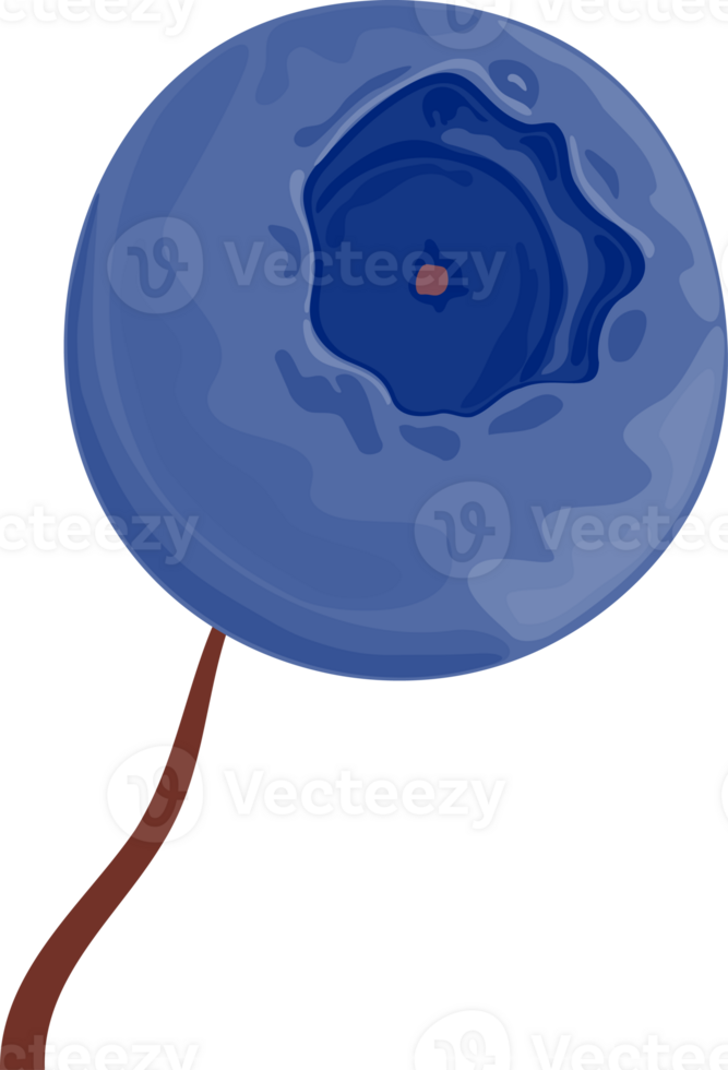 One detailed dark blue blueberry on a short brown stem. Isolated on transparent background. png