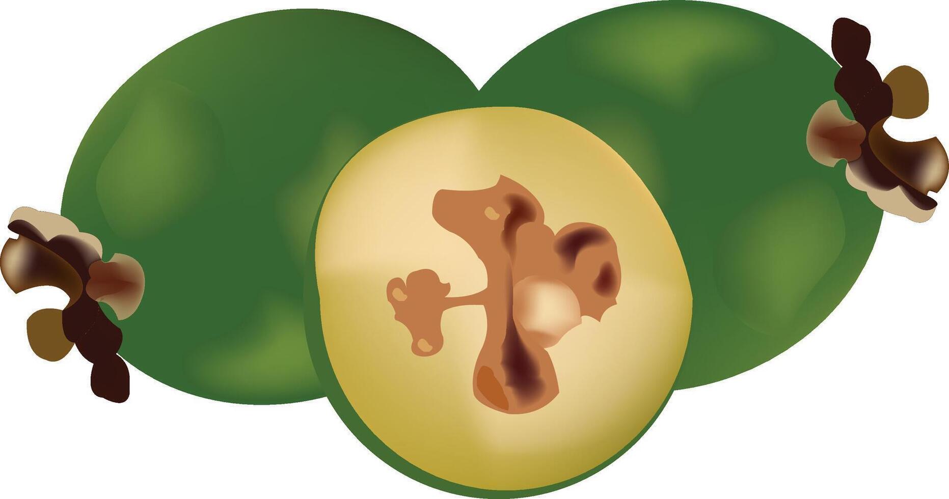 A green fruit with a nut inside vector