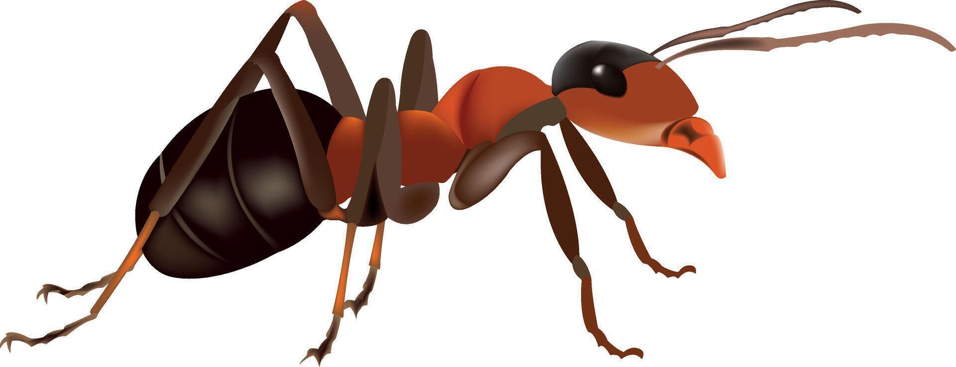 Ant insect clipart vector