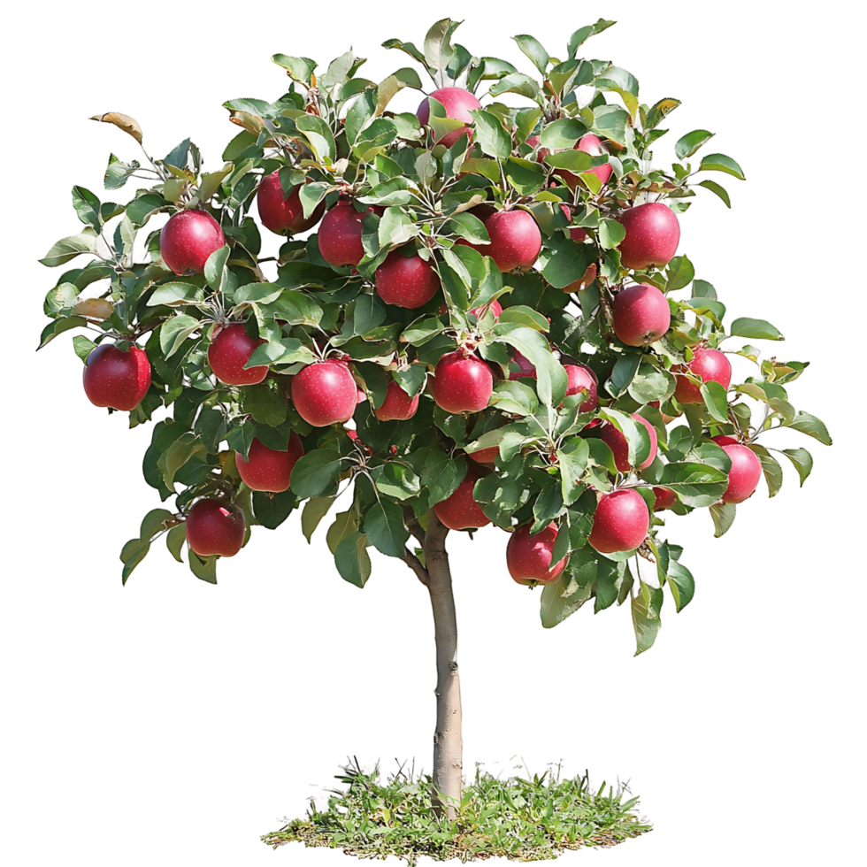 Tree Covered in Red Apples png