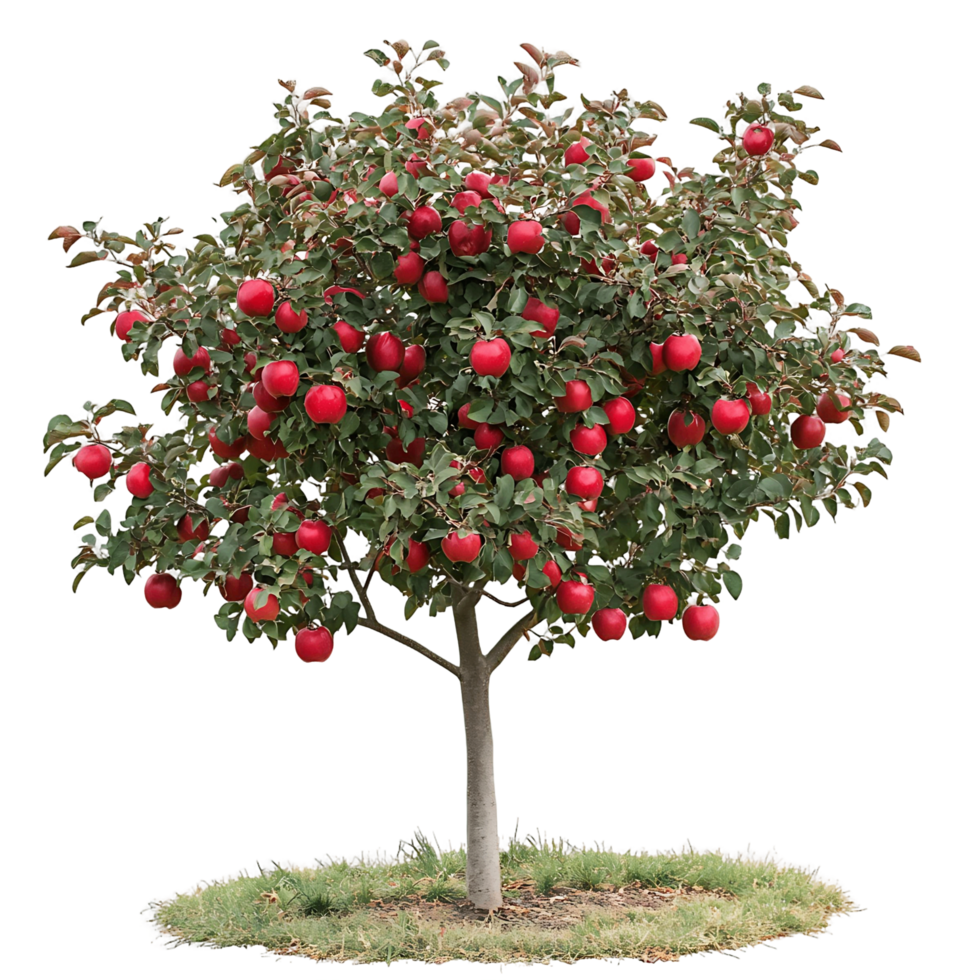 Apple Tree Filled with Red Fruits png
