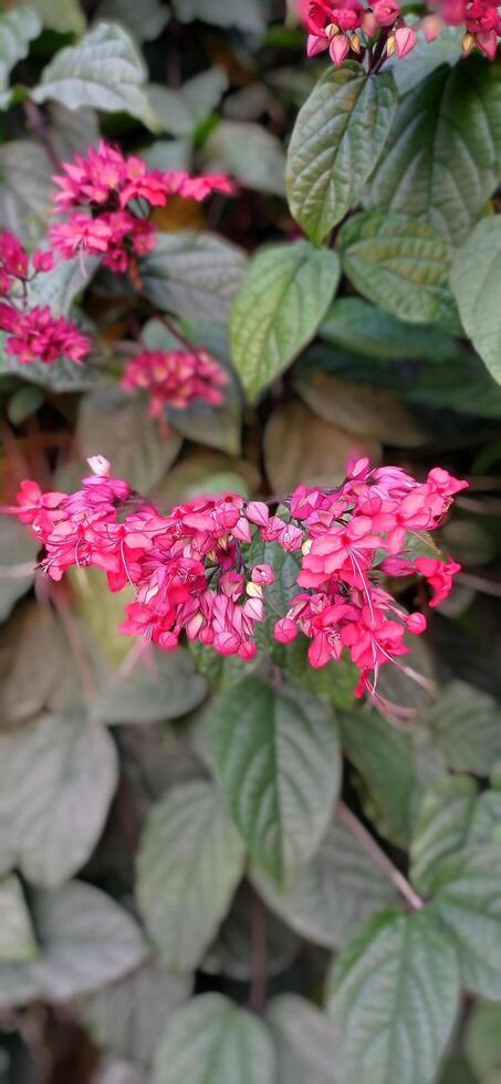 A close up of some pink flowers in a garden photo