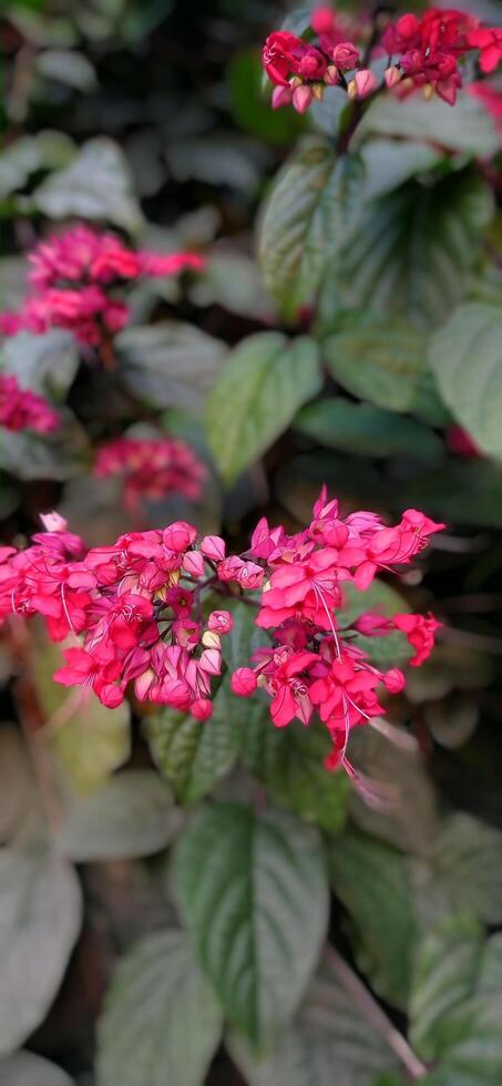 A close up of some red flowers photo