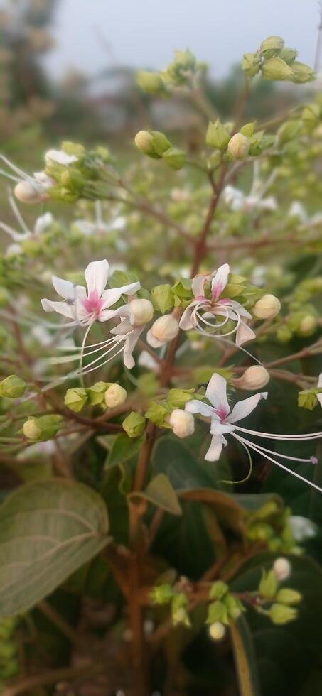 Blooming Tales of Spring A plant with white flowers and green leaves photo