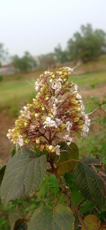 A plant with white flowers and green leaves photo