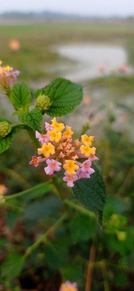 A field of yellow and pink flowers in front of a green field photo