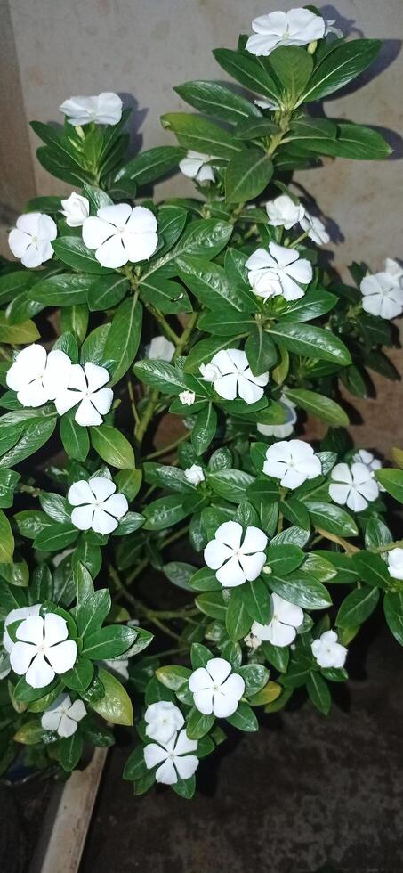 Whispers of the Wildflowers A plant with white flowers in a pot photo