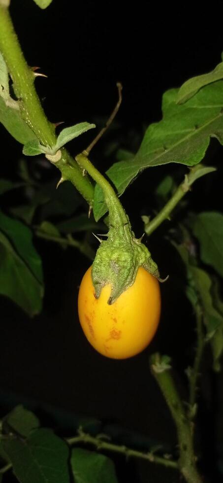 A yellow tomato on a plant with leaves photo