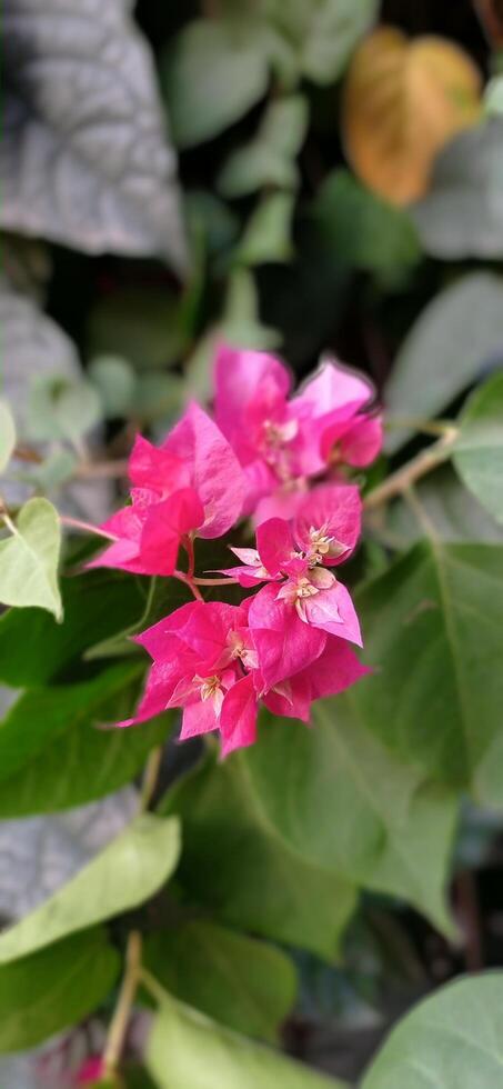 A pink flower with green leaves in the background photo