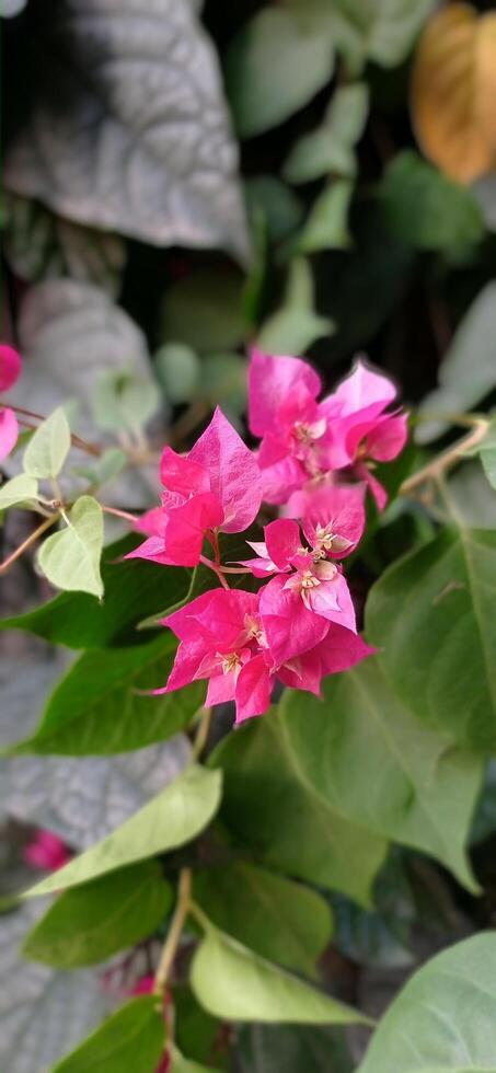 A pink flower with green leaves and flowers photo