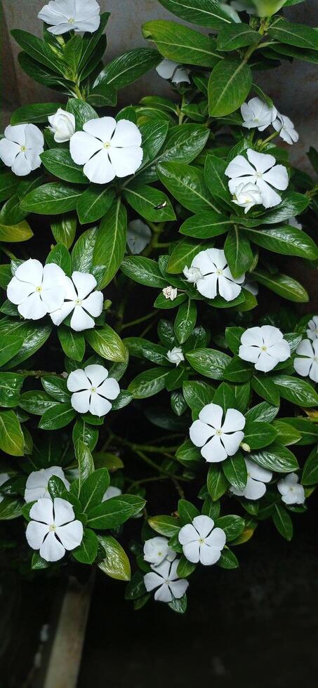 Nature Quiet Poetry plant with white flowers in a pot photo