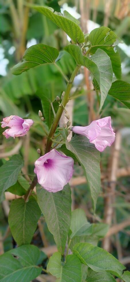 A plant with purple flowers and green leaves photo