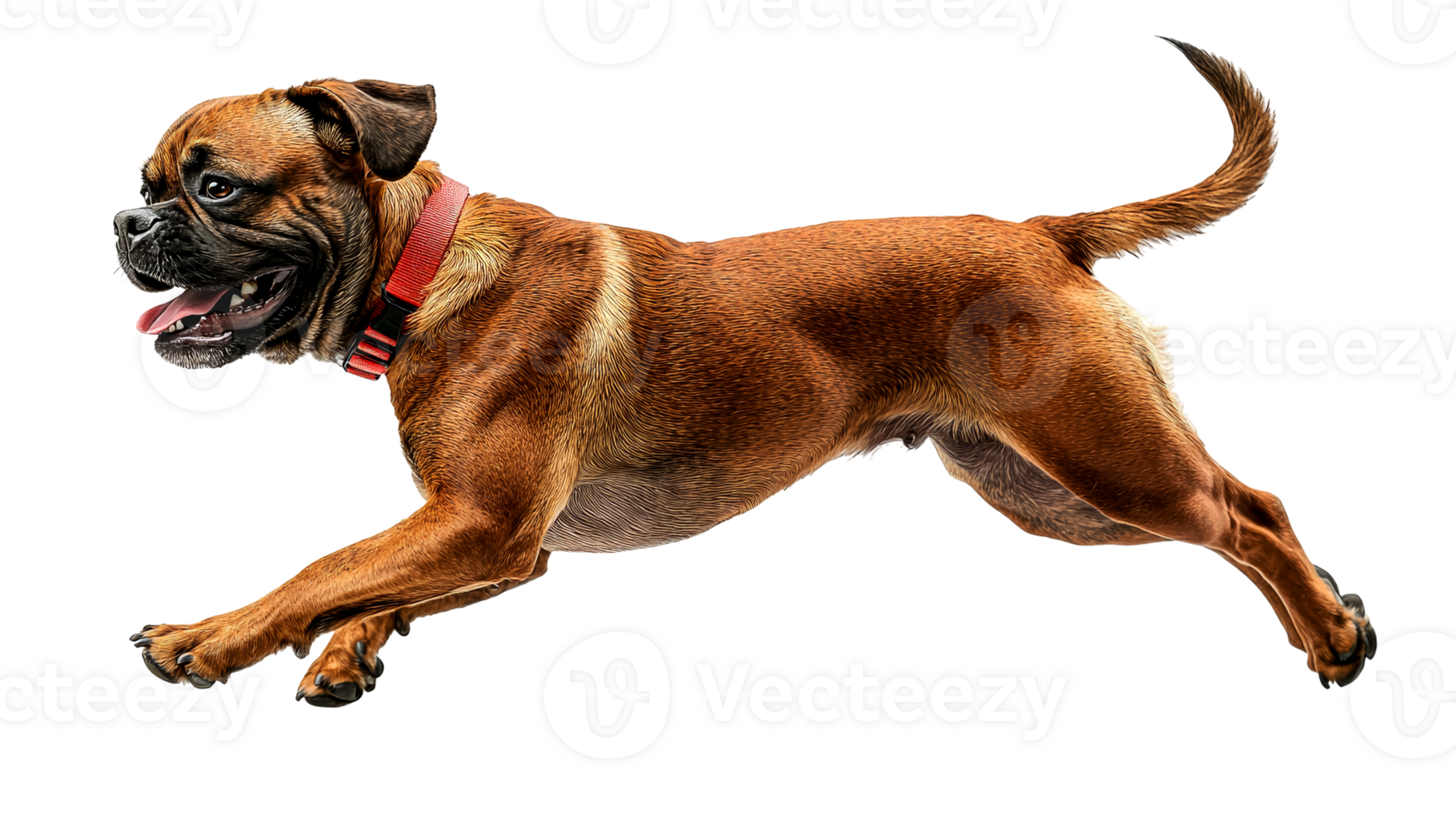 A Stunning Brown Dog in Motion A Captivating Image png