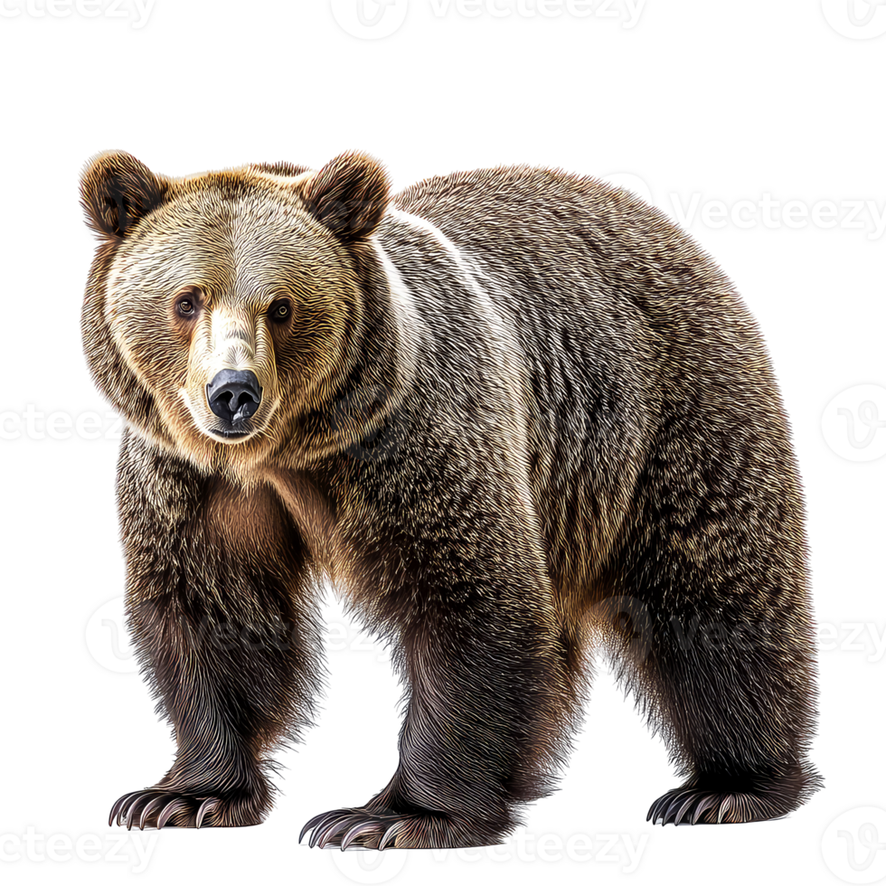 Majestic Brown Bear in its Natural Habitat A Powerful Symbol of Untamed Wilderness png