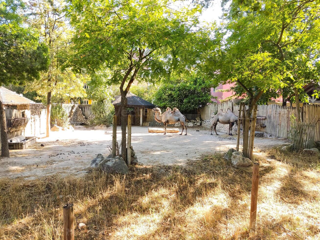 Two Bactrian camels resting in a shaded enclosure. The scene evokes themes of wildlife, conservation, and the beauty of natural environments. Perfect for educational or travelrelated content. photo