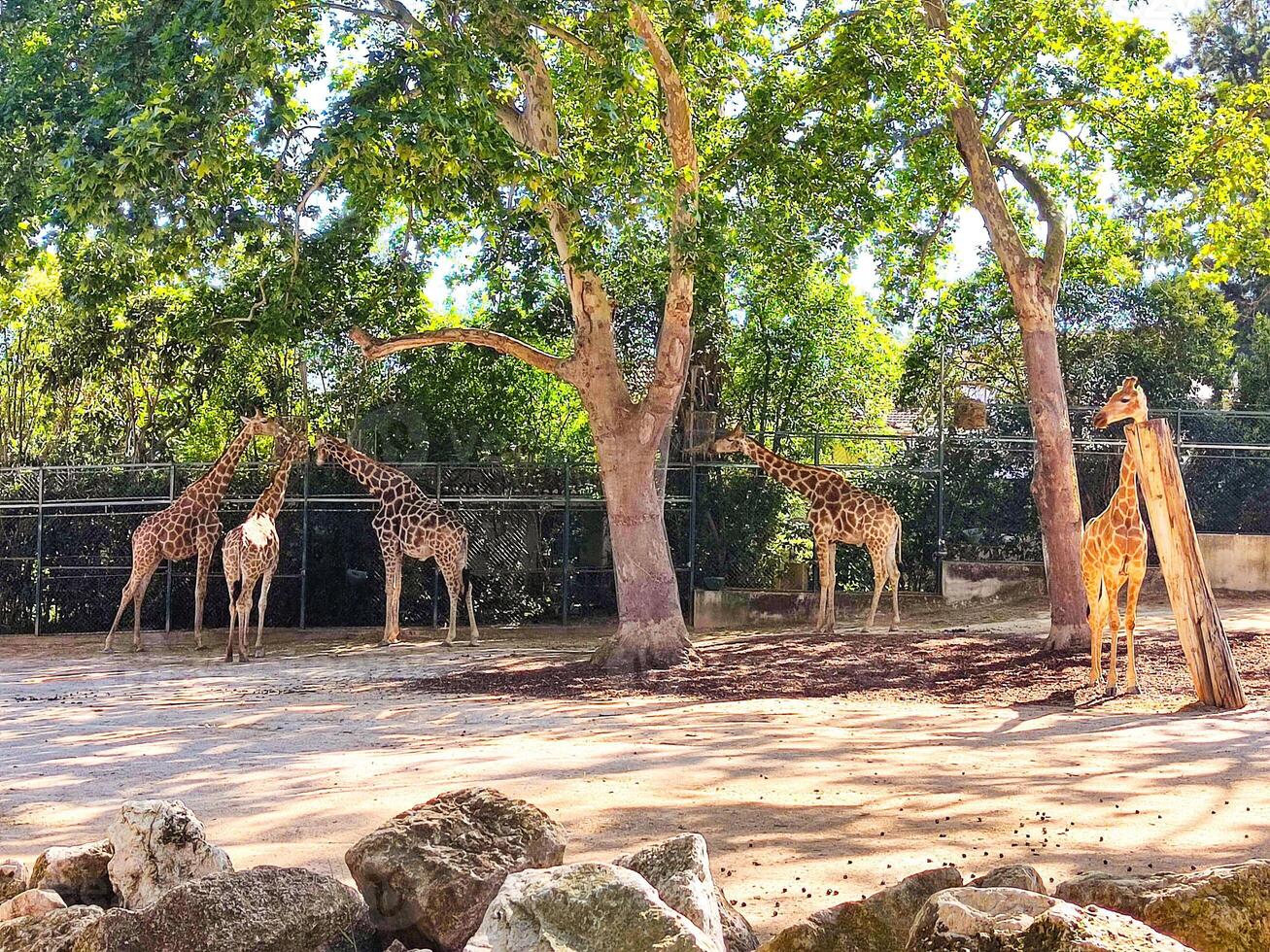Giraffes in a zoo enclosure, seeking shade under lush trees. Perfect for wildlife conservation campaigns, educational materials, or travel publications. photo