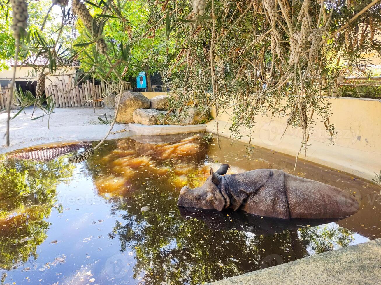 A rhino bathes in a muddy pool, natures calm. Represents serenity, wildlife conservation, the animal kingdom. Great for education, travel or animal themes. photo