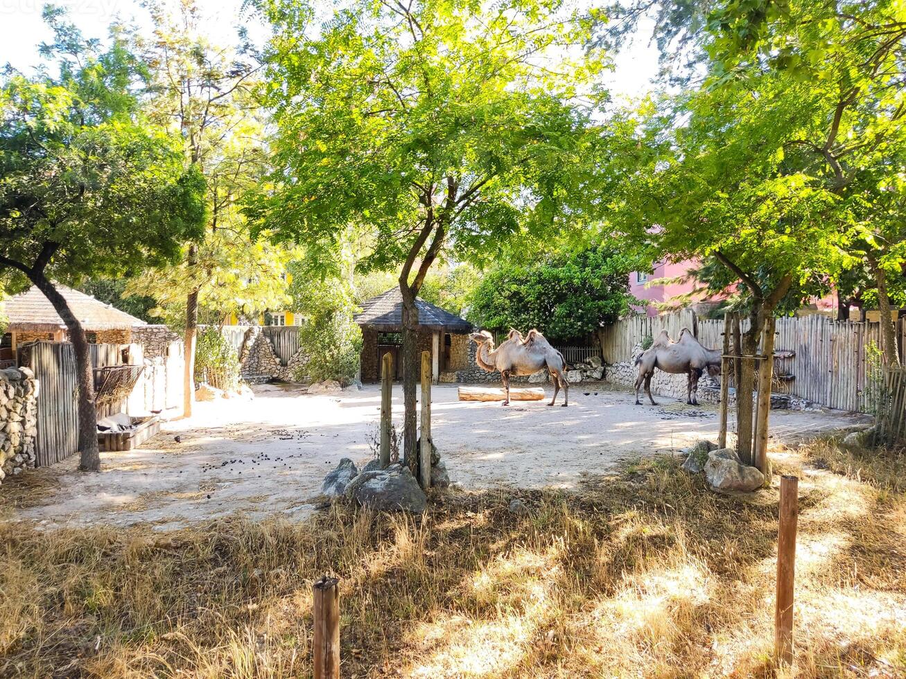 Two Bactrian camels rest in a sundrenched enclosure, framed by lush trees and rustic structures. Represents conservation, wildlife, or travel concepts beautifully. photo