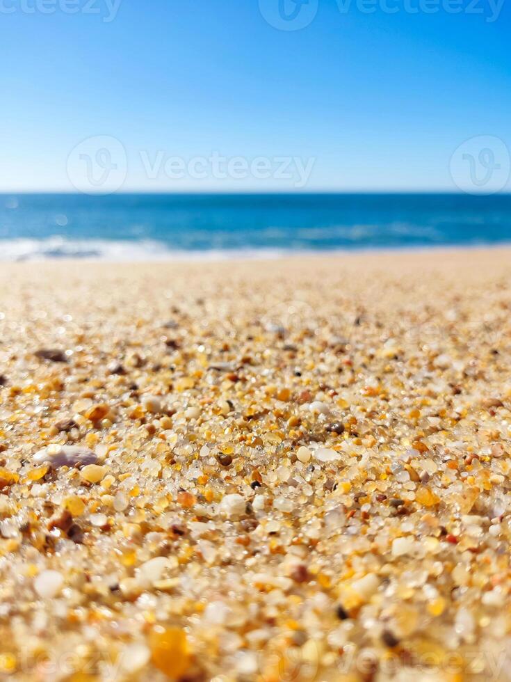 A beach with sand and shells on it photo