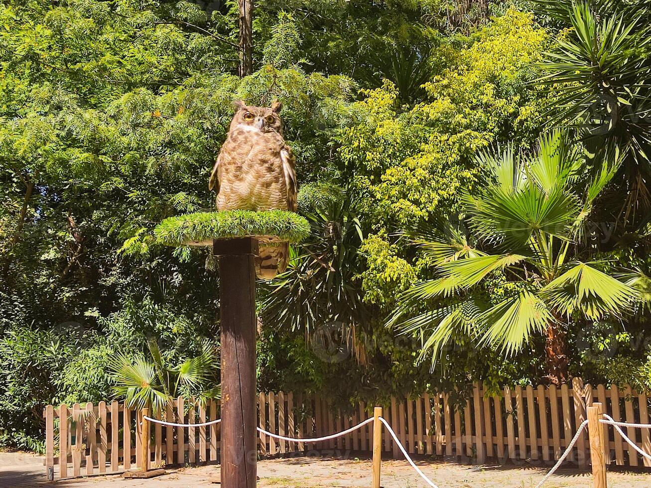 A large owl perched on a post in a zoo photo
