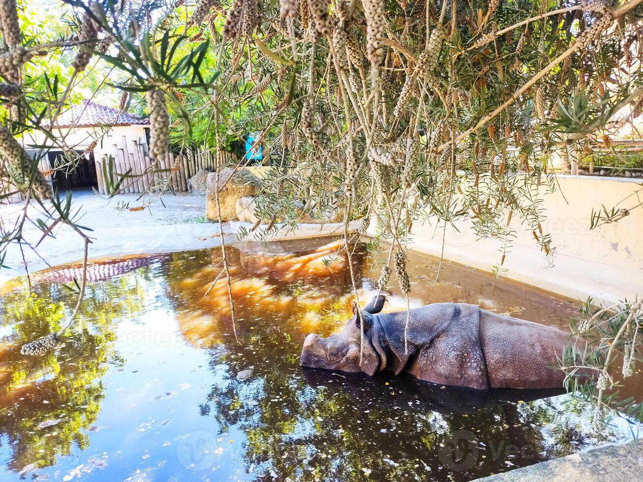Rhino soaking in a pond, a refreshing escape from the heat. Wildlife conservation animal welfare. Evokes serenity, strength, and the beauty of nature. photo