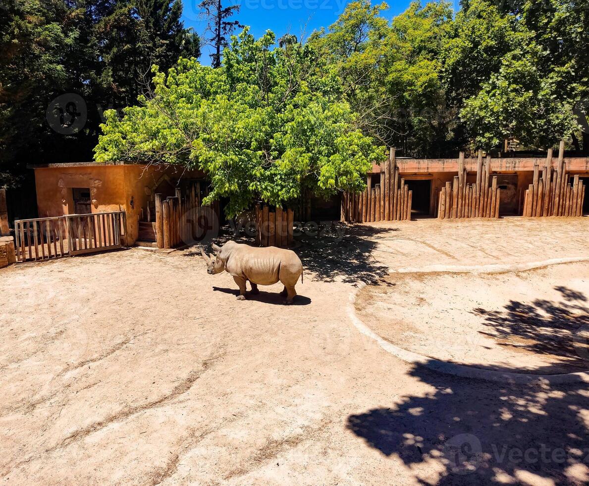 A lone rhinoceros stands in its enclosure, bathed in sunlight. The scene evokes themes of wildlife conservation, nature, and the animal kingdom. Ideal for educational or travel content. photo