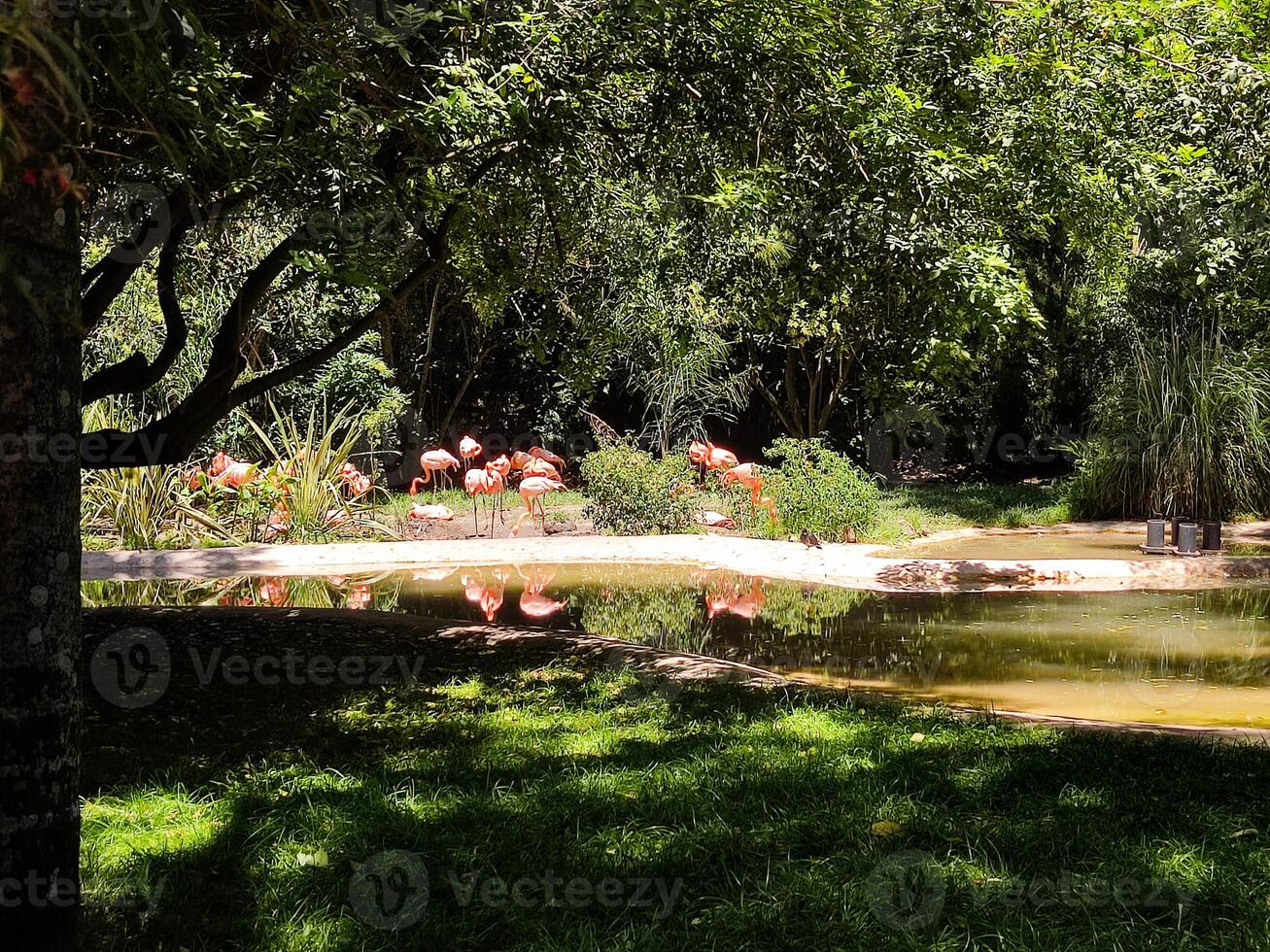 Idyllic scene of flamingos in a lush, green setting by a serene pond reflecting pink hues. Evokes nature, tranquility, and the beauty of wildlife. Suitable for travel. photo
