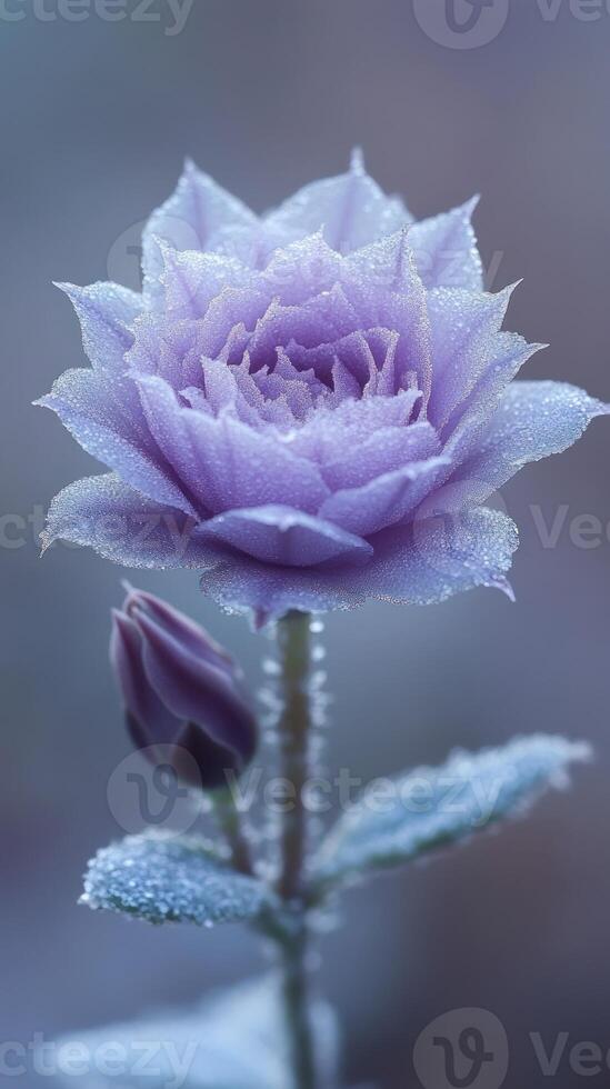 A delicate lavender rose with dew drops. photo
