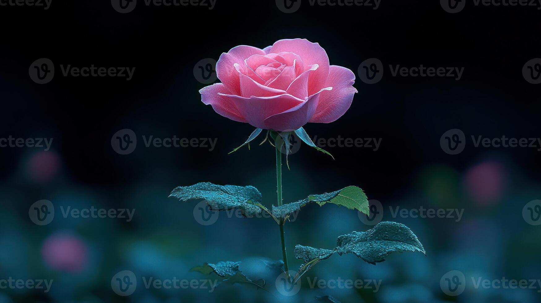 A delicate pink rose illuminated in a dark setting. photo