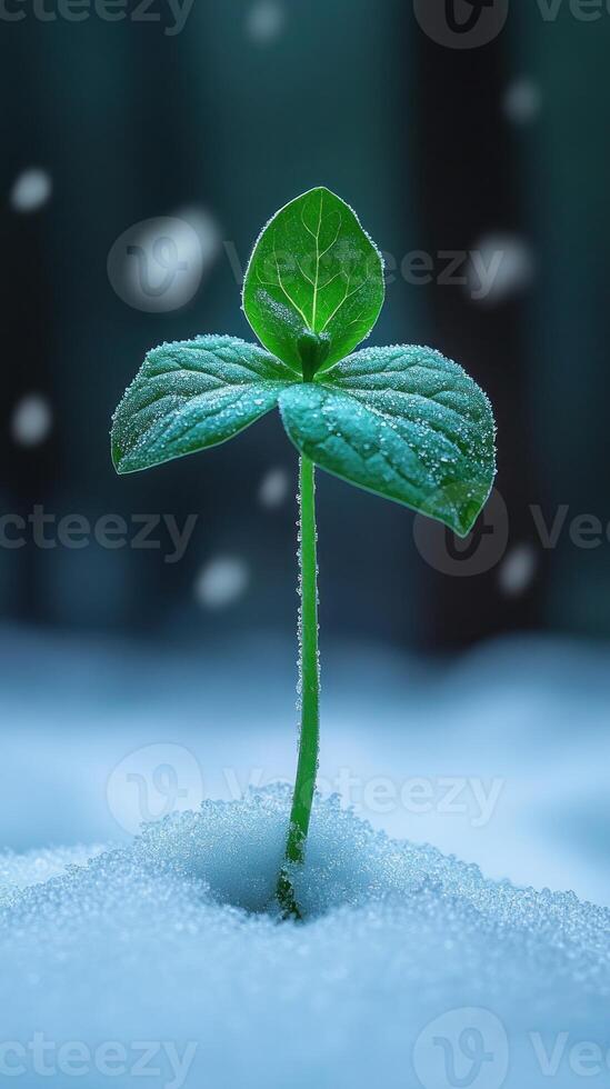 A green sprout emerging from snow. photo