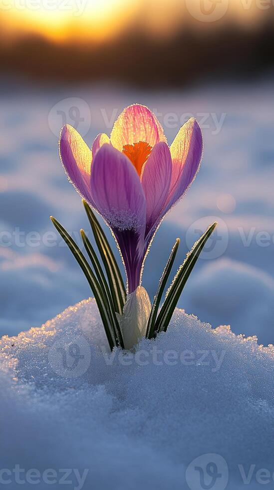 A crocus flower blooming in the snow at sunset. photo