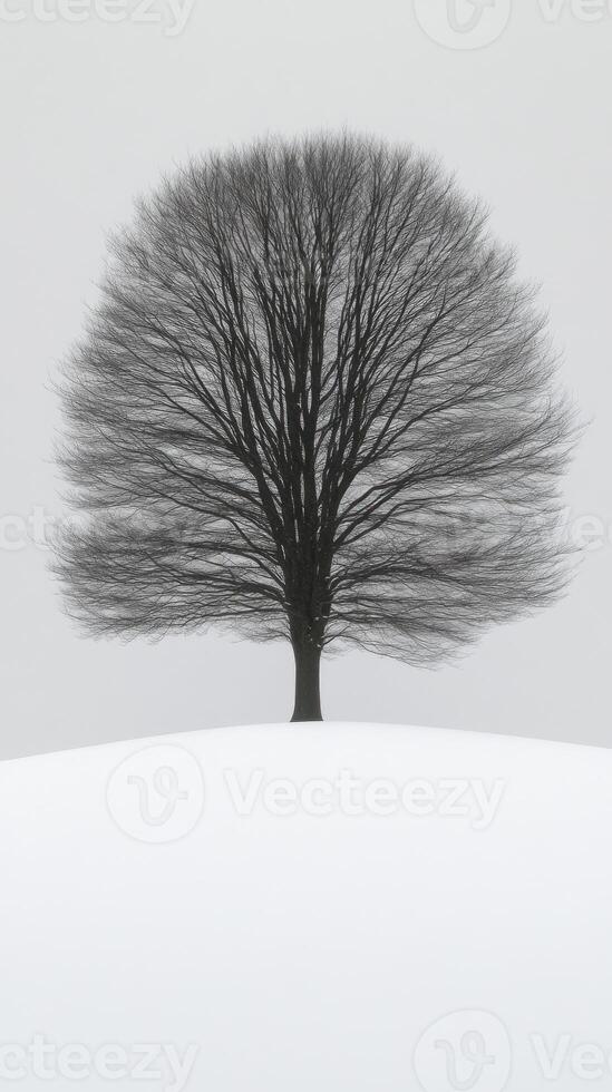 A solitary tree on a snowy hill. photo