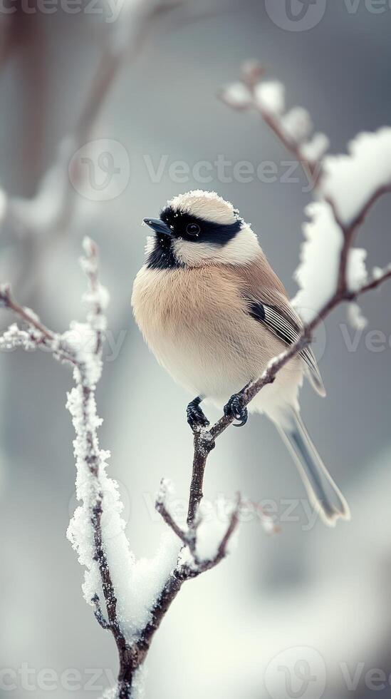 A beauty small bird perched on a snowy branch. photo
