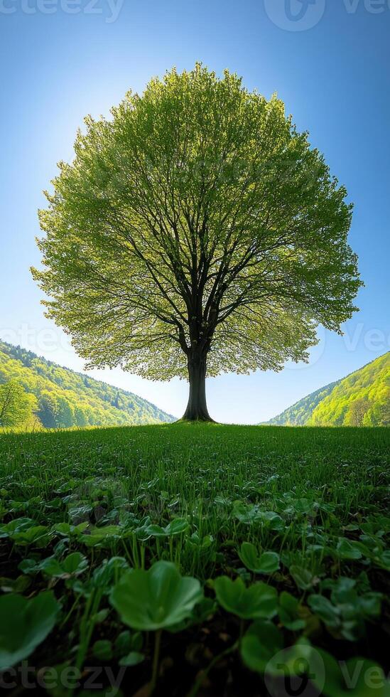 A solitary tree surrounded by lush greenery. photo