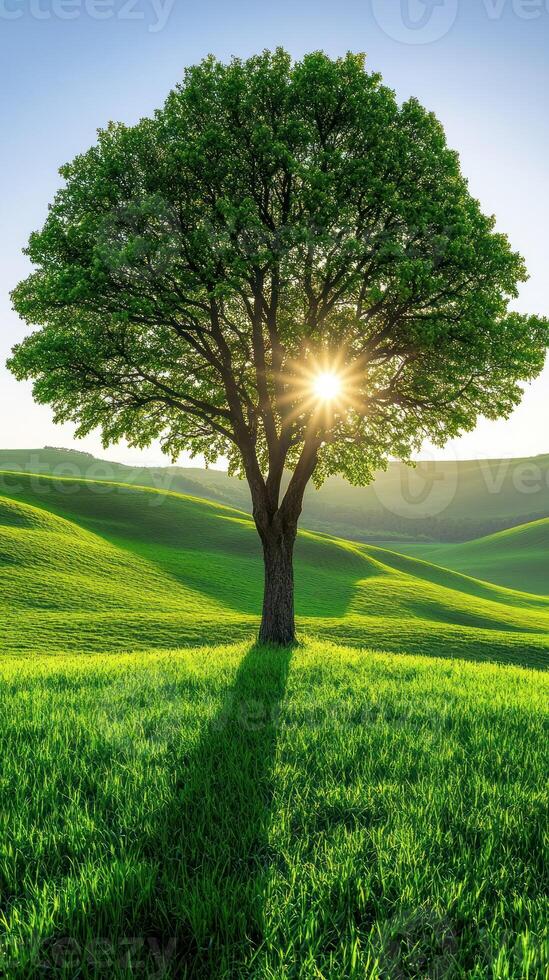 A solitary tree basking in sunlight on green hills. photo