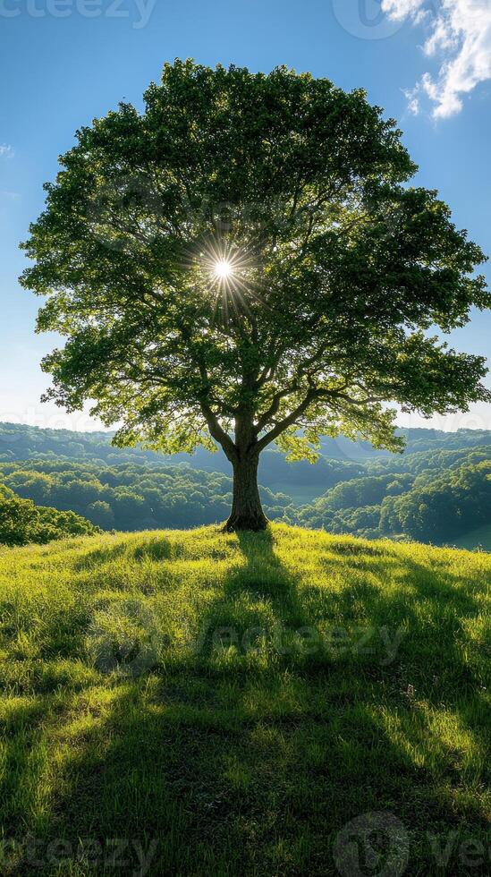 A solitary tree on a hillside with sunlight. photo