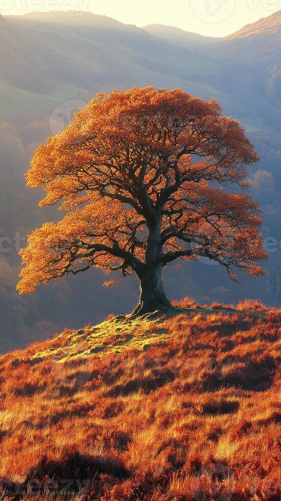 A solitary tree with vibrant autumn foliage. photo