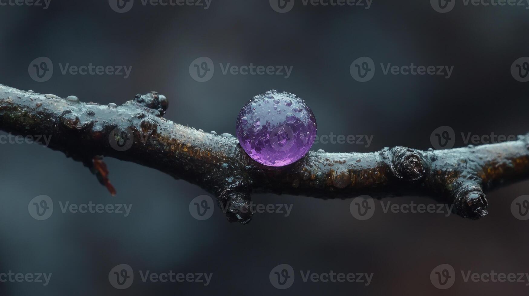 A purple droplet on a branch in nature. photo