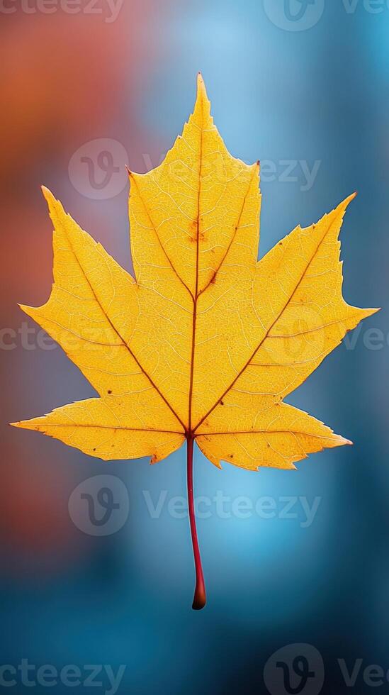 Vibrant yellow maple leaf against a blurred background closeup photo