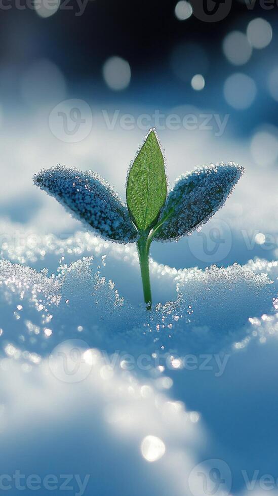 A sprout emerging from the snow, symbolizing resilience. photo