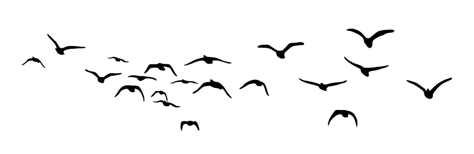 Flying birds illustration, birds in flight, group of birds flying vector
