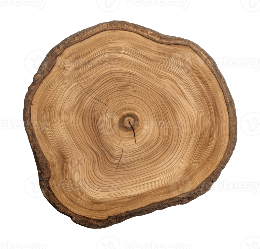 Detailed cross-section of a tree trunk with concentric growth rings, isolated on transparent background png