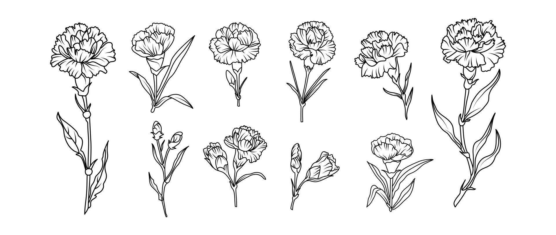 Set of hand drawn carnation flowers illustration set in black and white line art style. botanical drawing for tattoo, packaging, card design floral decor vector