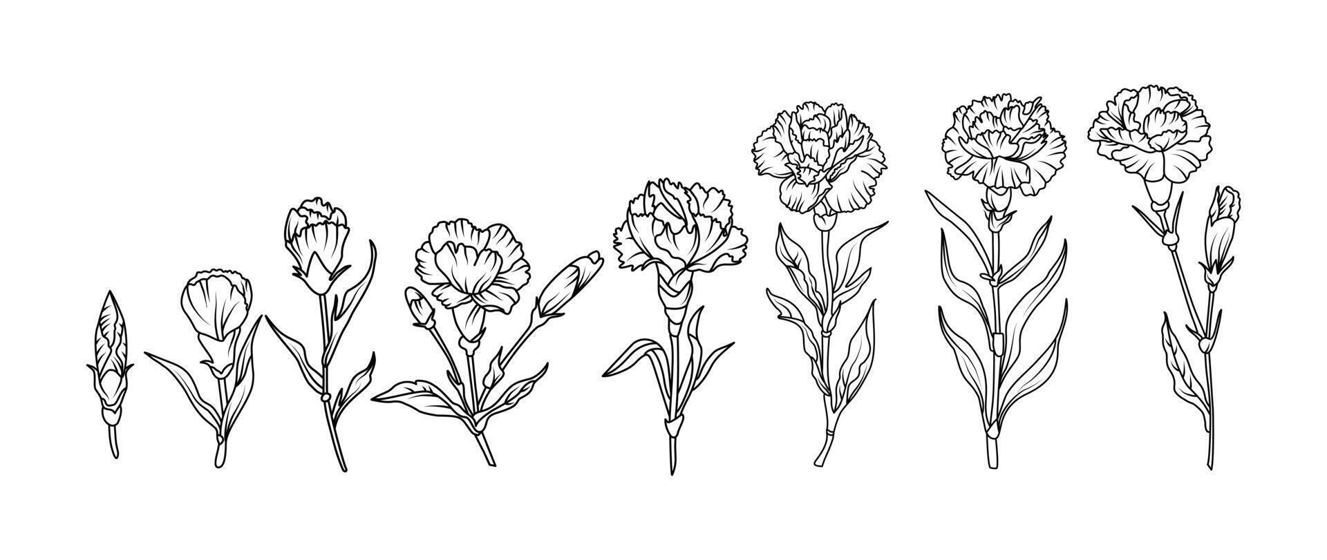 Set of hand drawn carnation flowers illustration set in black and white line art style. botanical drawing for tattoo, packaging, card design, and floral decor vector