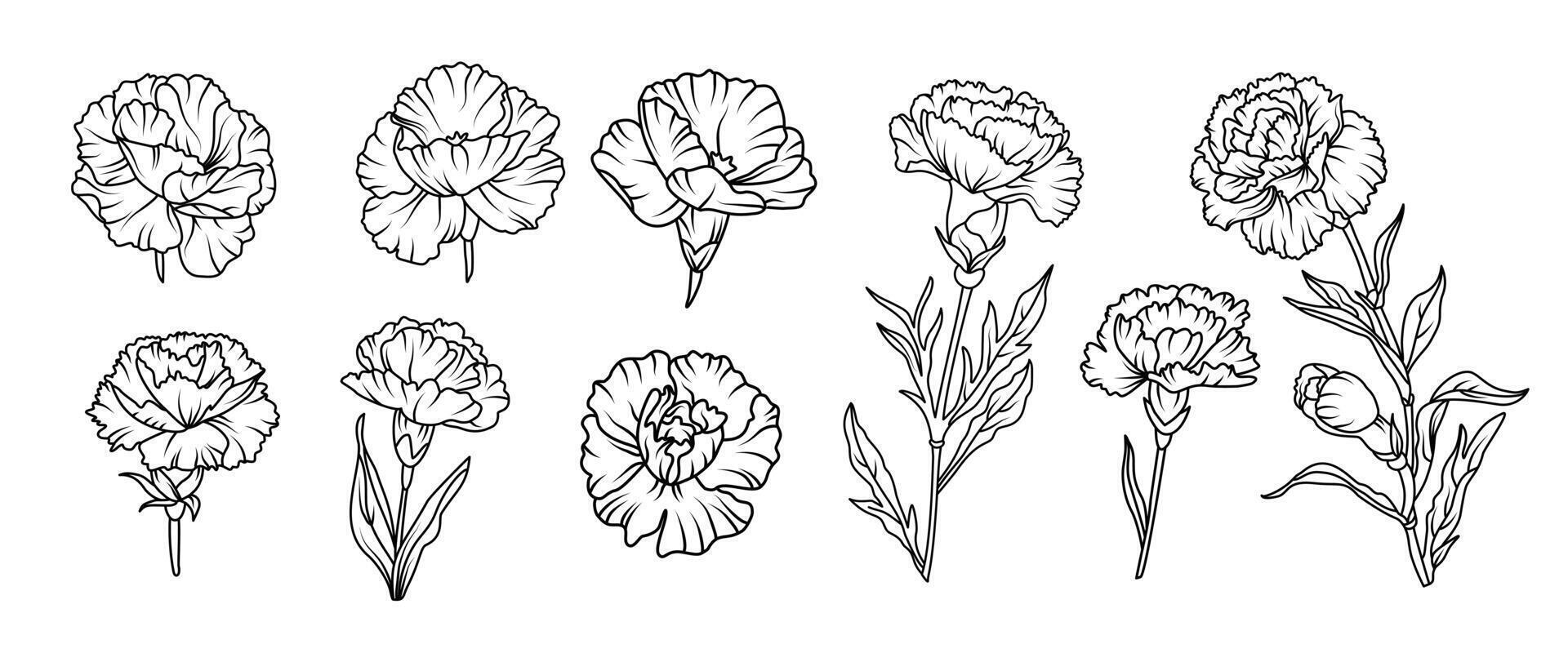 Set of hand drawn carnation flower illustration set in black and white line art style. botanical drawing for tattoo, packaging, card design, floral decor vector