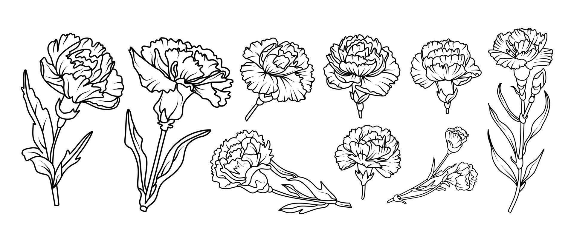 Set of hand drawn carnation flowers illustration set in black and white line art style. botanical drawing for tattoo, packaging, card design, floral decor vector