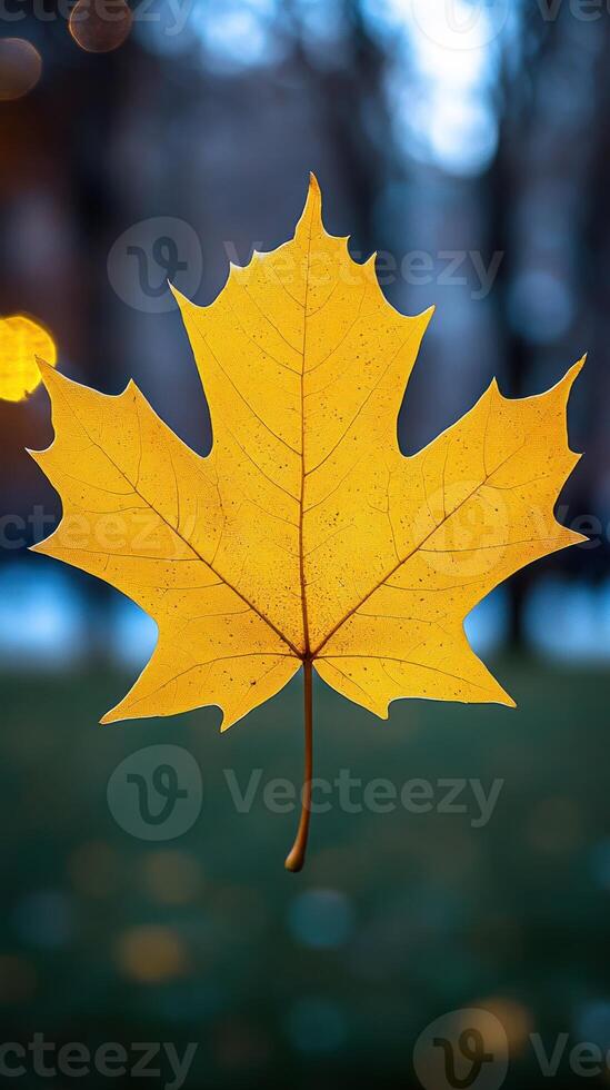 A vibrant yellow maple leaf against a blurred background unique style photo