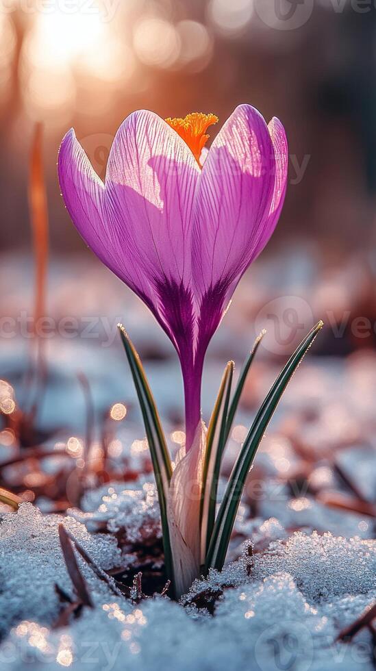 A vibrant crocus flower emerging from snow. photo