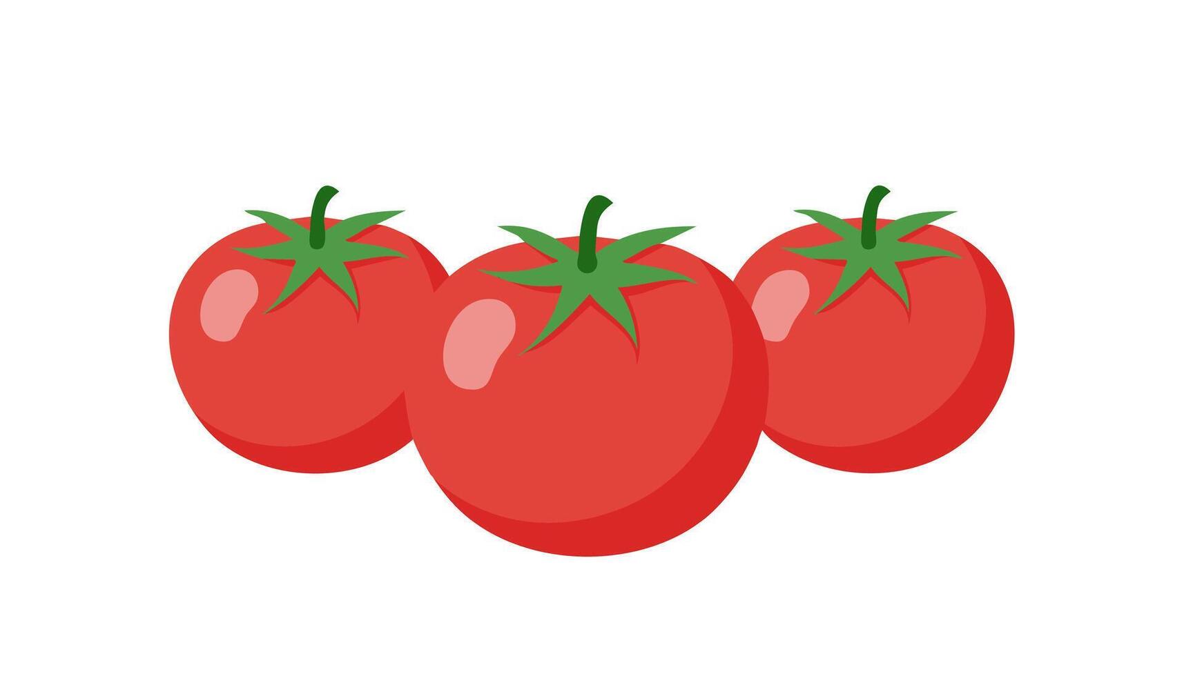 Three tomatoes on a white background vector