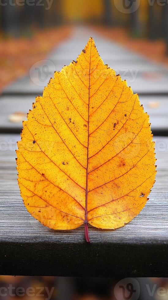 Vibrant yellow leaf on a wooden pathway. photo
